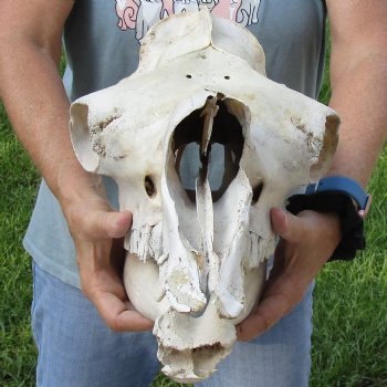 C-Grade 17" Camel Skull - $95