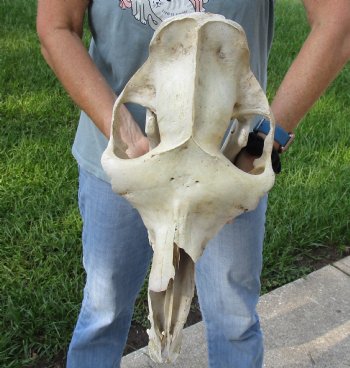 C-Grade 17" Camel Skull - $95