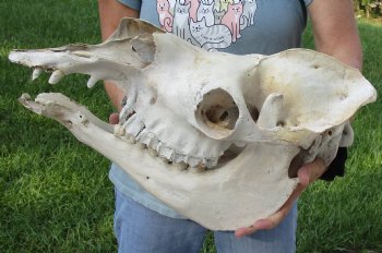 C-Grade 17" Camel Skull - $95