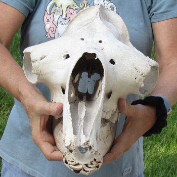 C-Grade 16" Camel Skull - $95