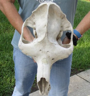 C-Grade 16" Camel Skull - $95