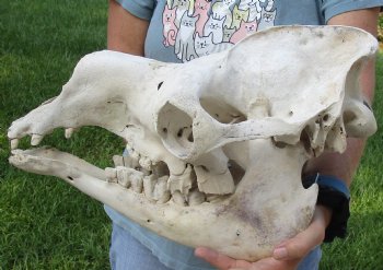 C-Grade 16" Camel Skull - $95