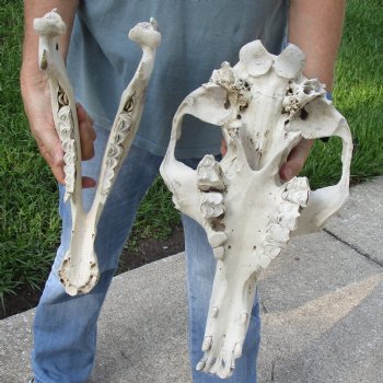 C-Grade 16" Camel Skull - $95