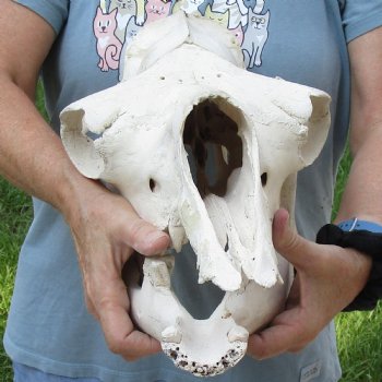 C-Grade 16" Camel Skull - $95