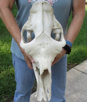 C-Grade 16" Camel Skull - $95