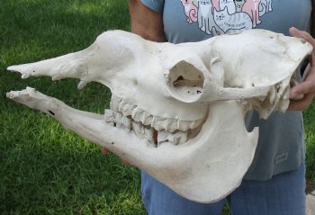 C-Grade 16" Camel Skull - $95