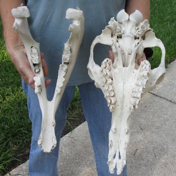 C-Grade 16" Camel Skull - $95