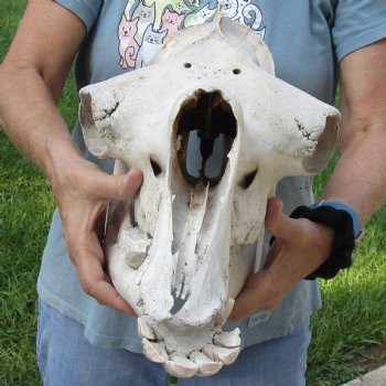 17" Camel Skull - $125