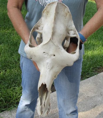 17" Camel Skull - $125