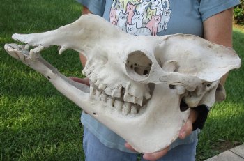 17" Camel Skull - $125