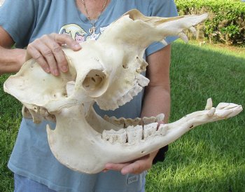 18" Camel Skull - $125