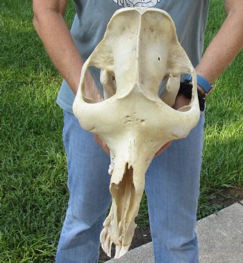 18" Camel Skull - $125