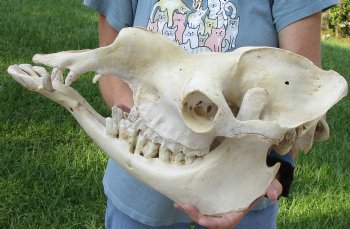 18" Camel Skull - $125