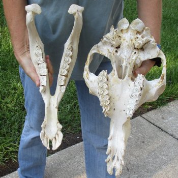 18" Camel Skull - $125