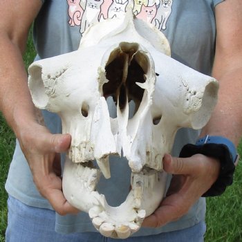 17" Camel Skull - $125