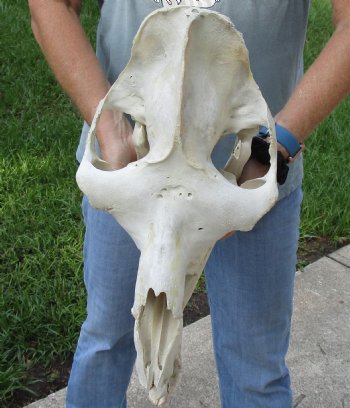 17" Camel Skull - $125