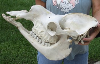 17" Camel Skull - $125