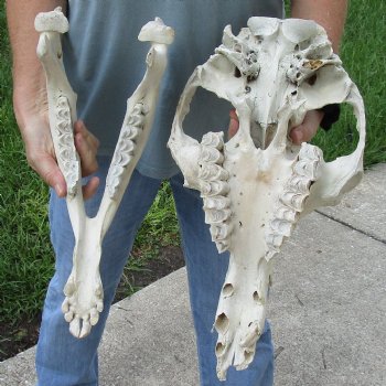 17" Camel Skull - $125