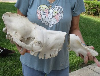 Craft Grade 20" Camel TOP SKULL ONLY - $45