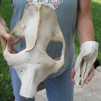 Craft Grade 20" Camel TOP SKULL ONLY - $45