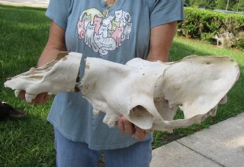 Craft Grade 20" Camel TOP SKULL ONLY - $45