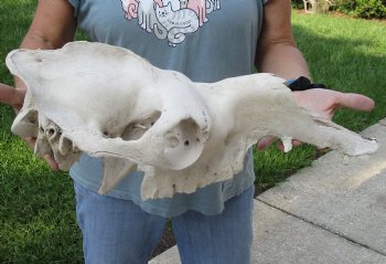 C-Grade 19" Camel TOP SKULL ONLY - $55