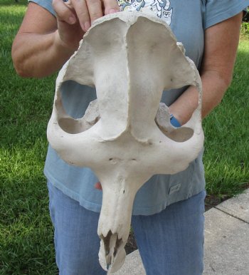 C-Grade 19" Camel TOP SKULL ONLY - $55