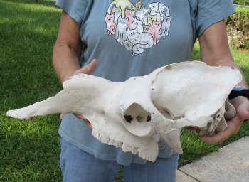 C-Grade 19" Camel TOP SKULL ONLY - $55