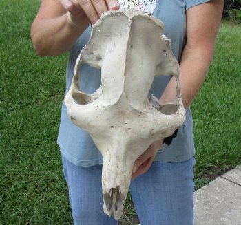 C-Grade 17" Camel TOP SKULL ONLY - $55