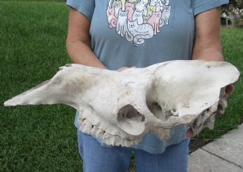 C-Grade 17" Camel TOP SKULL ONLY - $55