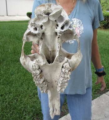 C-Grade 17" Camel TOP SKULL ONLY - $55