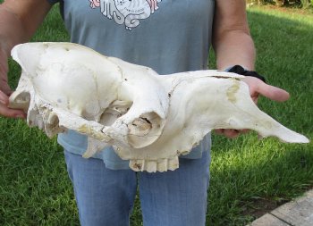 C-Grade 19" Camel TOP SKULL ONLY - $55