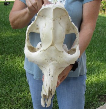 C-Grade 19" Camel TOP SKULL ONLY - $55