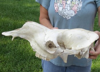 C-Grade 19" Camel TOP SKULL ONLY - $55