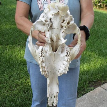 C-Grade 19" Camel TOP SKULL ONLY - $55