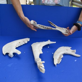 2 Sets of Broken Camel Jaws, 9" to 16" - $30