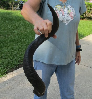 Real Kudu horn for sale measuring 29 inches - $55