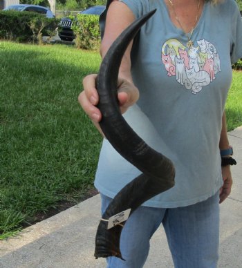 Real Kudu horn for sale measuring 29 inches - $55