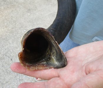 Real Kudu horn for sale measuring 29 inches - $55