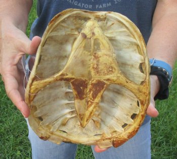 Buy this Common Snapping Turtle Shell 9 inches long for $29