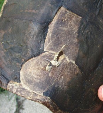 Buy this Common Snapping Turtle Shell 9 inches long for $29