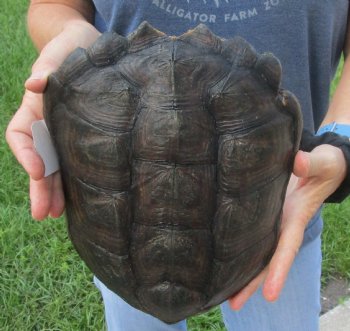 Buy this Common Snapping Turtle Shell 9-1/2 inches long for $29