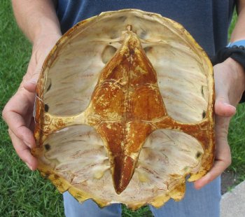 Buy this Common Snapping Turtle Shell 9-1/2 inches long for $29