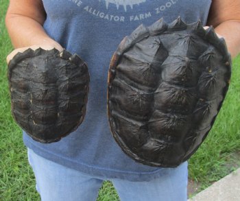 Buy this 2 pc lot of 7 and 4-1/2 inch Common Snapper Turtle Shells for $30