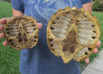 Buy this 2 pc lot of 7 and 4-1/2 inch Common Snapper Turtle Shells for $30