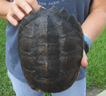 Buy this Common Snapping Turtle Shell 7-3/4 inches long for $24