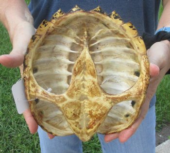 Buy this Common Snapping Turtle Shell 7-3/4 inches long for $24