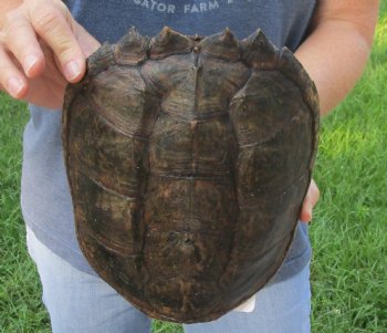 Buy this Common Snapping Turtle Shell 9 inches long for $29