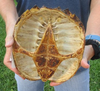 Buy this Common Snapping Turtle Shell 9 inches long for $29