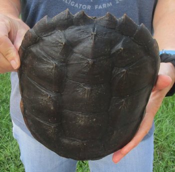 Buy this Common Snapping Turtle Shell 8-1/2 inches long for $29